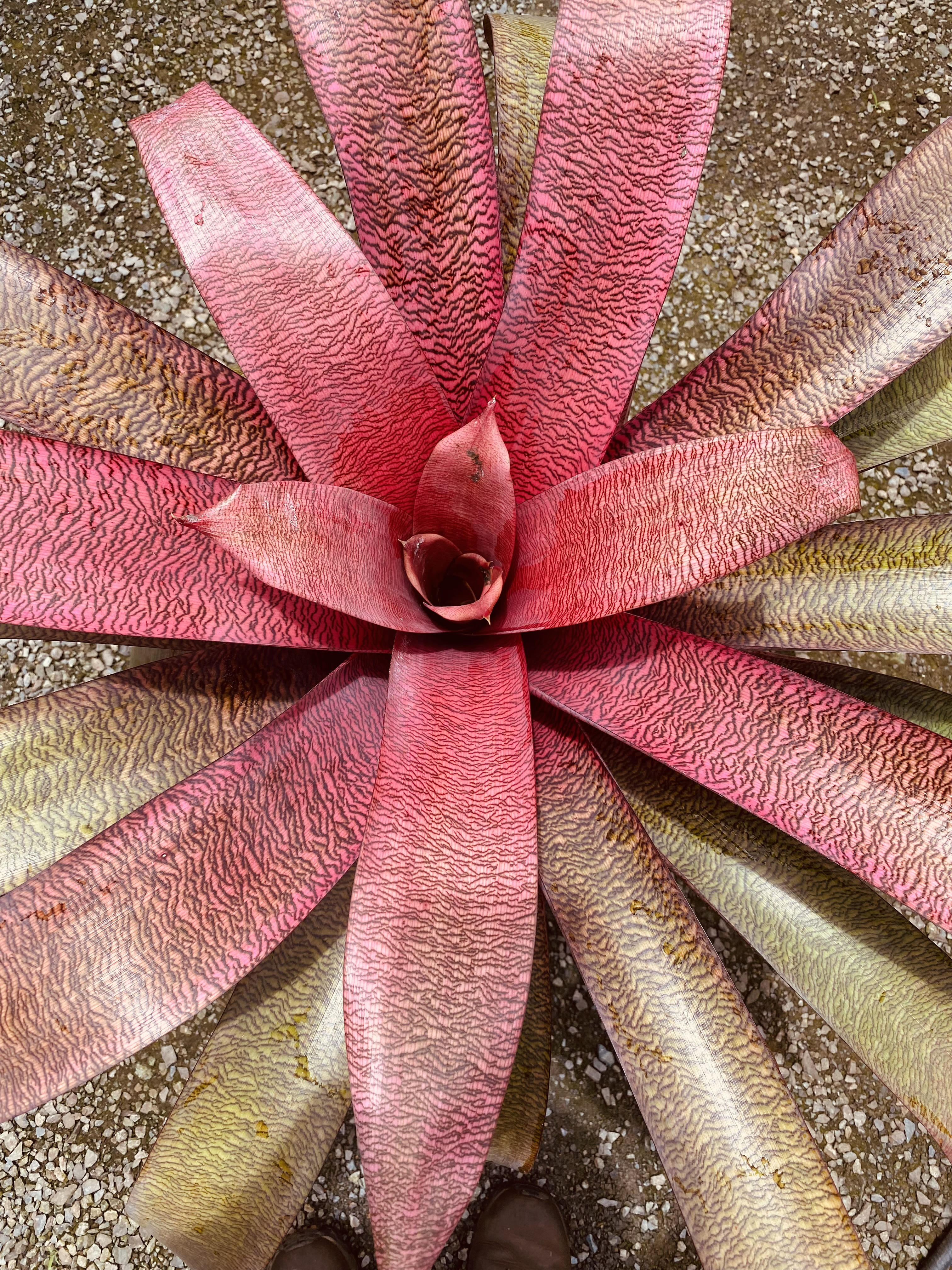 Vriesea 'Hawaiian Lava Flow' | Fantastic Gardens Hawaii